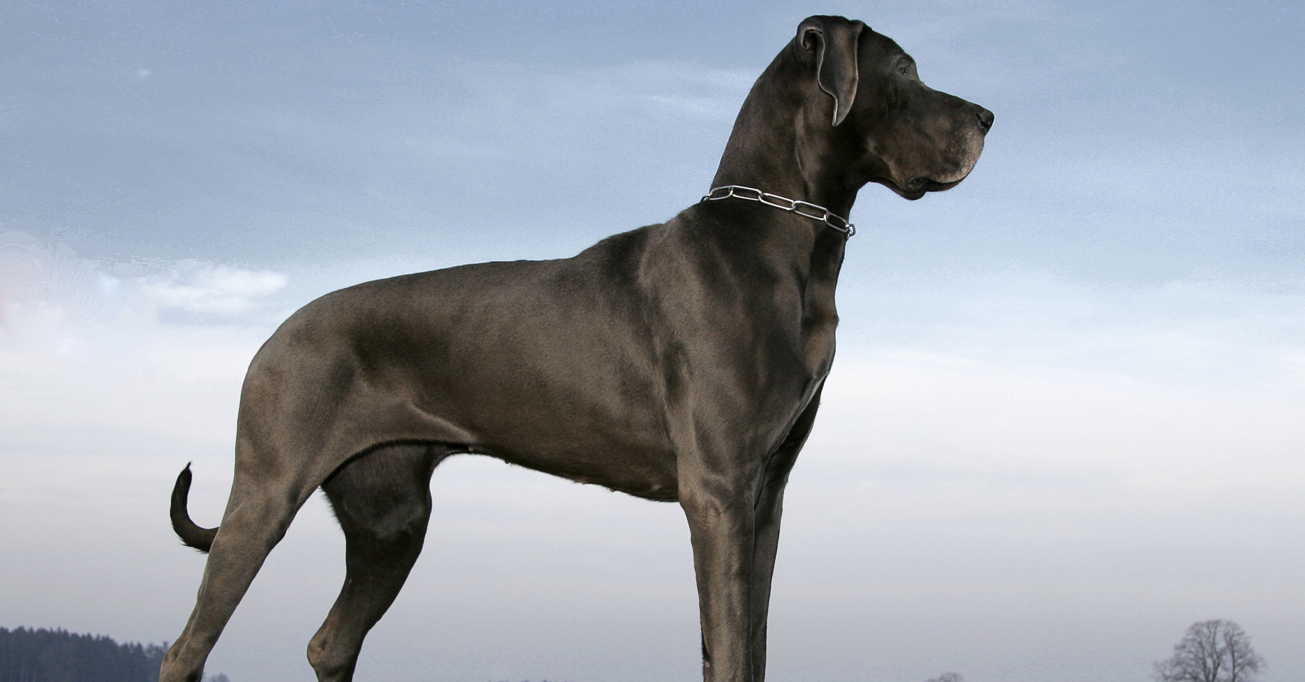 Which Big Dog Are You Most Like? Playbuzz