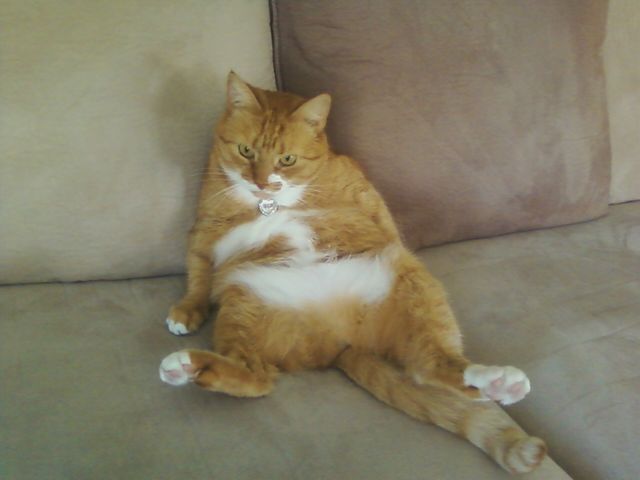 I Give Food To The Cat At Night In Spanish I Give Food To The Cat At Night In Spanish