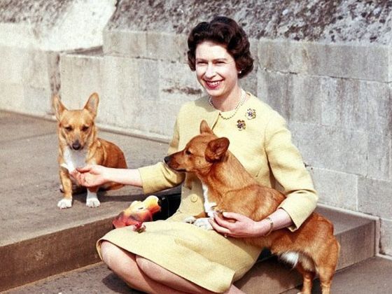 Holly, One Of The Queen's Corgis, Has Died