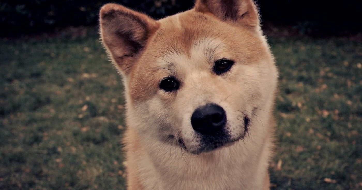 Conoce la historia de Hachikō, el perro más leal de todos Playbuzz