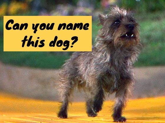 Only 4% Of Women Can Name These 15 Movie And TV Dogs. Can You?