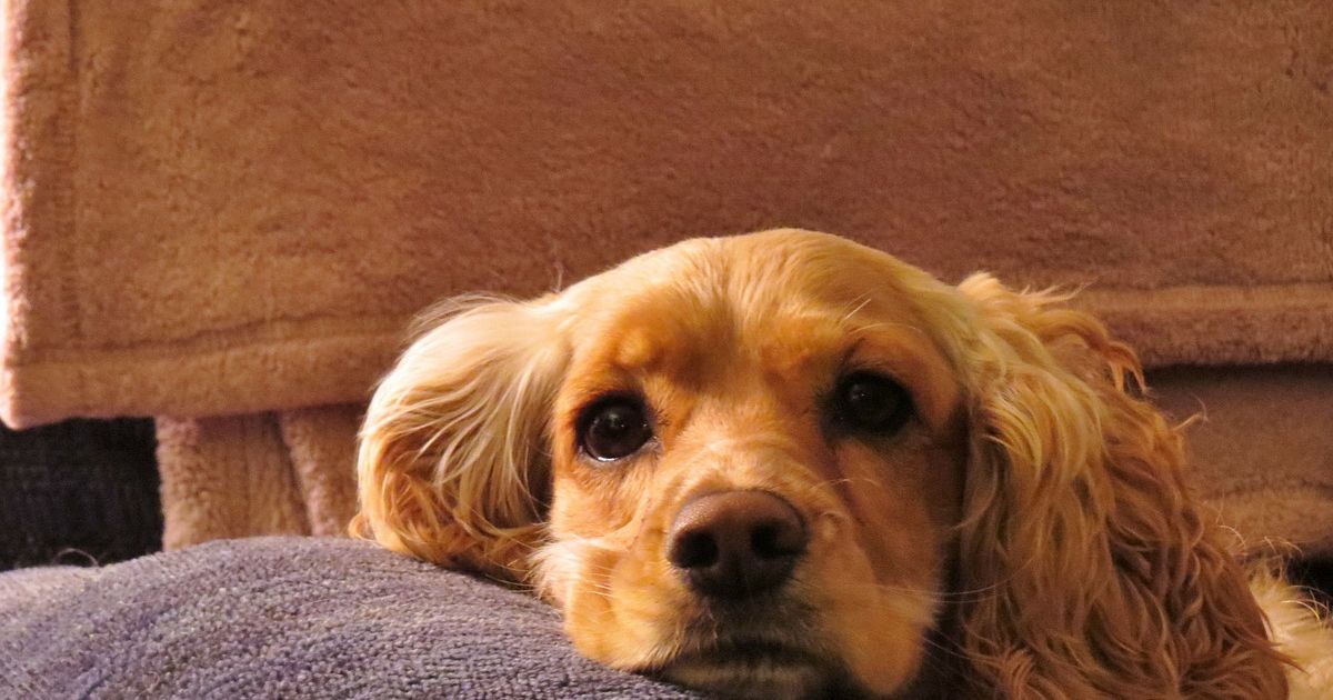 What Kind Of Dog Are You? Playbuzz