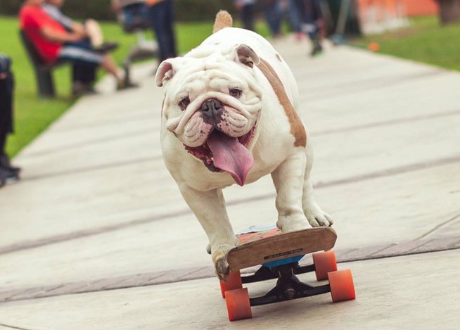 Resultado de imagen de perro andando en patinete