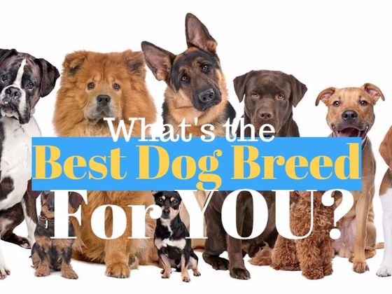 What Is The Absolute Perfect Dog Breed For You?