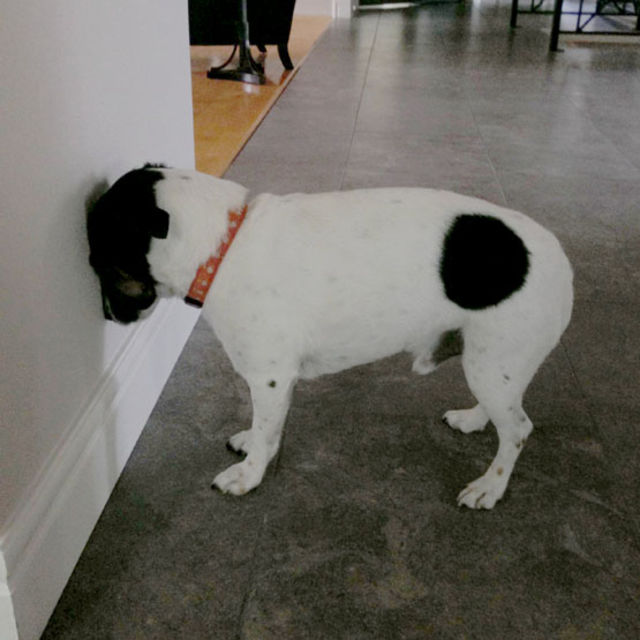 If Your Cat or Dog Ever Does This, Go To The Vet ASAP PlayBuzz