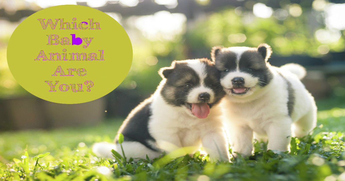 Which Baby Animal Are You? | Playbuzz