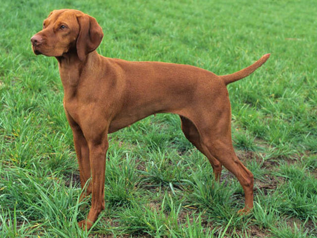 Do you REALLY know your dog breedS? | Playbuzz