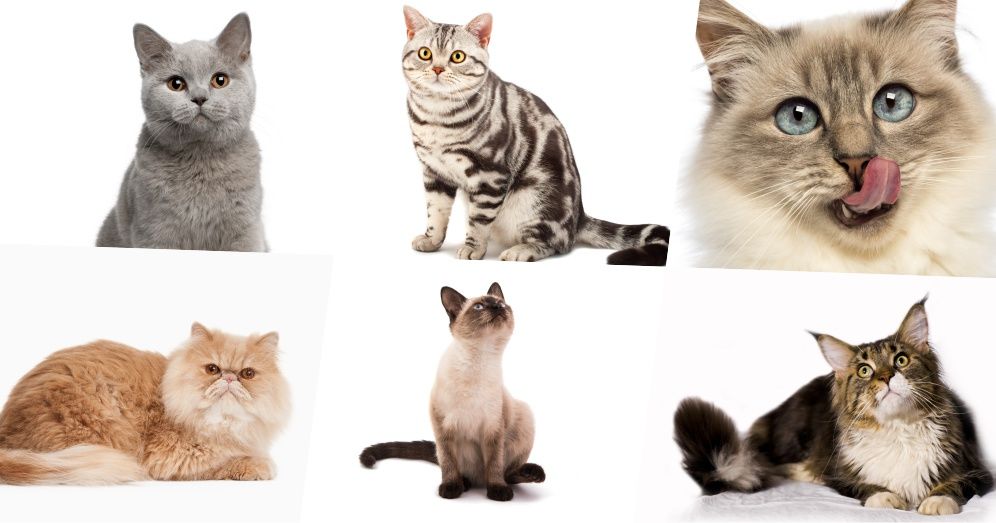 QUIZ Your Personality Is Exactly Like a Cat's But Which One? Playbuzz