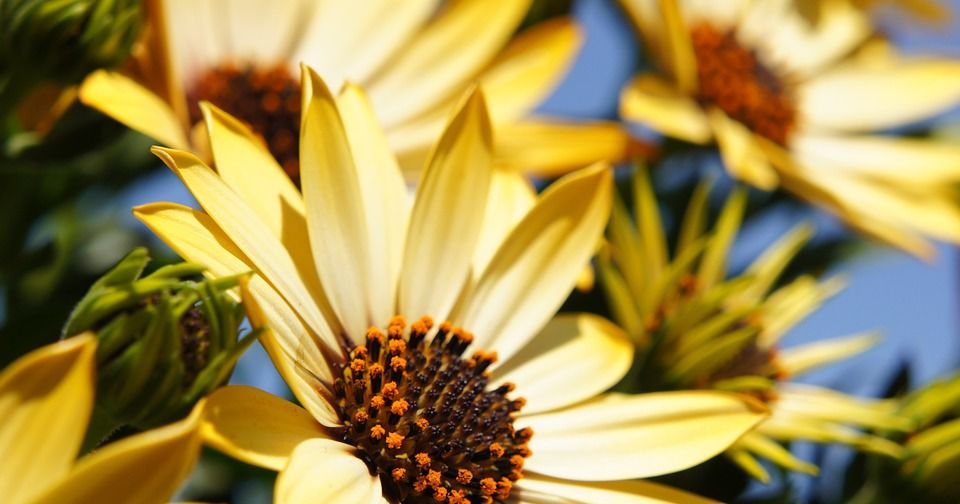 This Flower Test Will Tell Us How You Really Feel Today Playbuzz