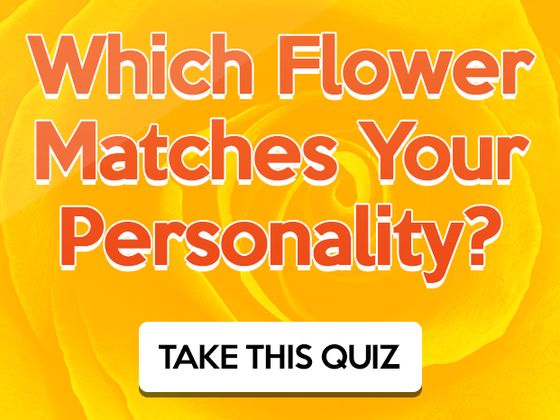 Which Flower Matches Your Personality?