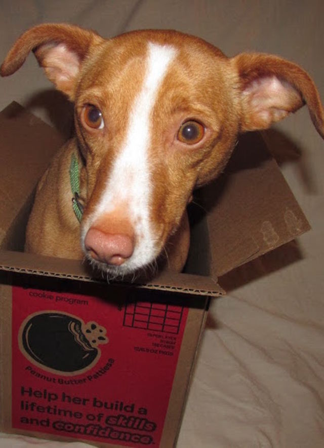 Dogs That Look Just Like Dobby PlayBuzz