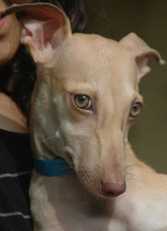 Dogs That Look Just Like Dobby PlayBuzz