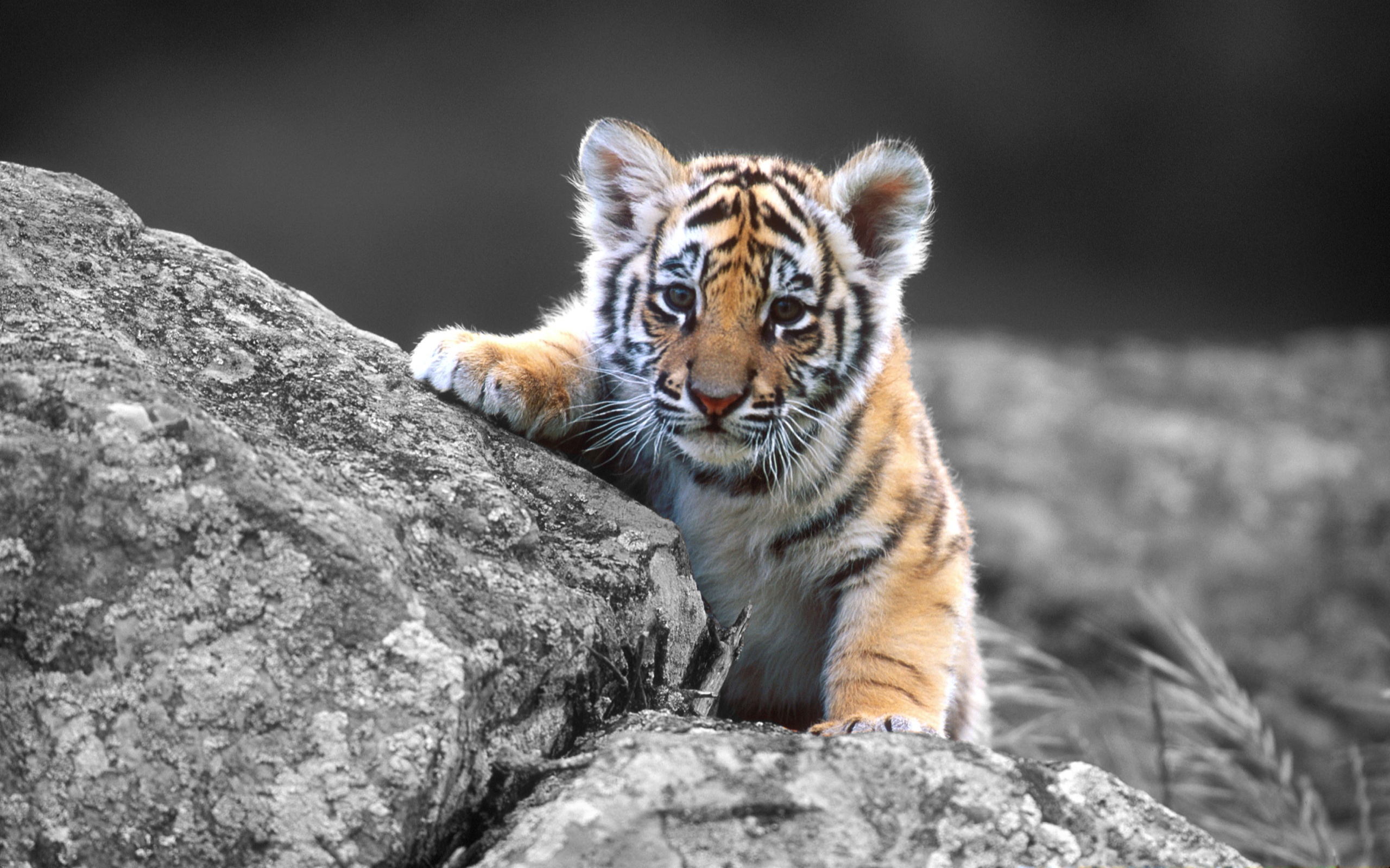 How Well Do You Know Your Asian Animals Playbuzz