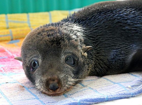 This ADORABLE Baby Seal Was Stranded On A Beach After A Storm, But Look At Him Now!