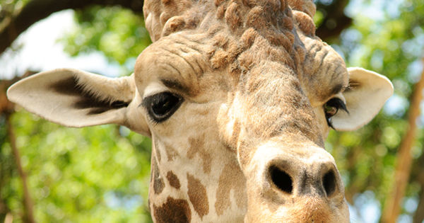 What animal are you? | Playbuzz