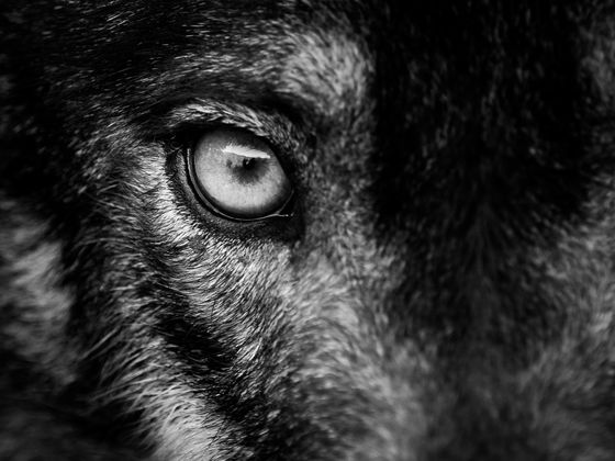 Which Animal Were You In A Past Life?