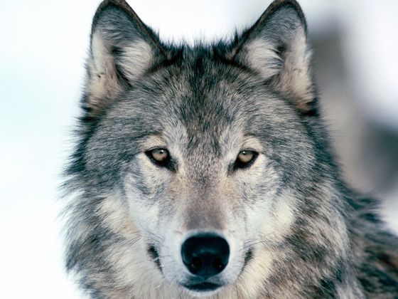 What Animal Is Watching Over You?