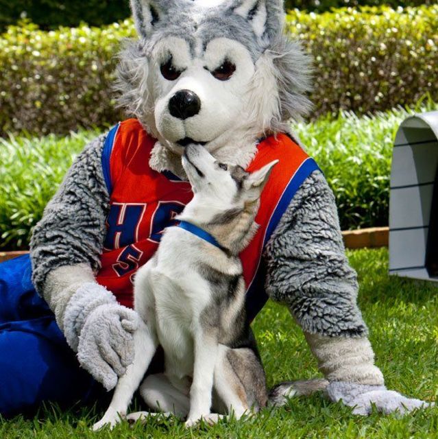 Rank the cutest canine college football mascots Playbuzz Rank the cutest canine college football mascots Playbuzz
