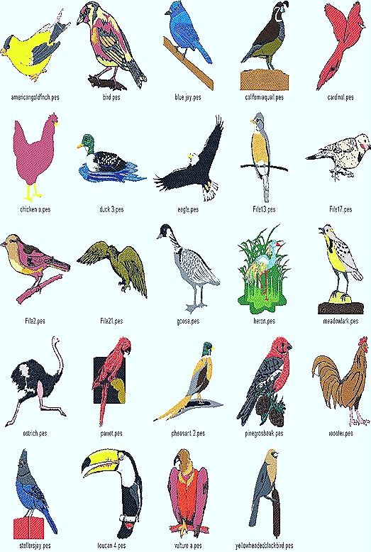 pics for gt types of birds with names pics for gt types of birds with names