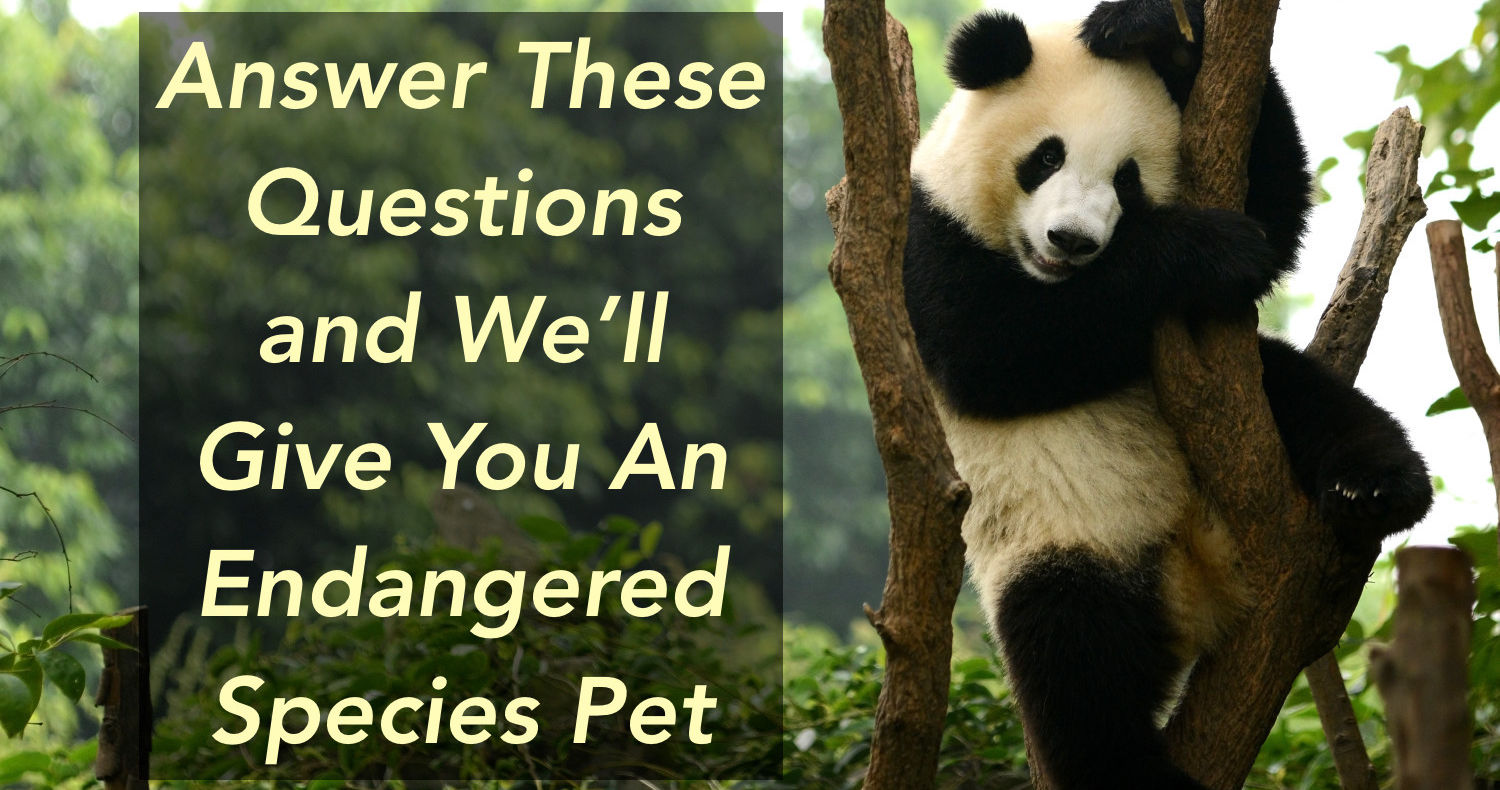 Answer These Questions And We'll Give You An Endangered Species Pet Playbuzz