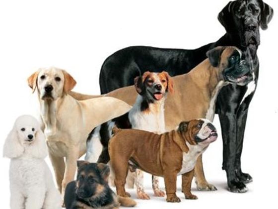 What Dog Breed Are You