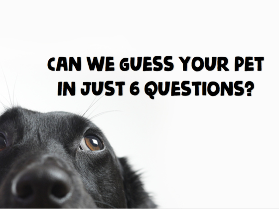 Can We Guess Your Pet In Just Six Questions?
