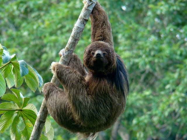 What Sloth Fits Your Personality? | Playbuzz