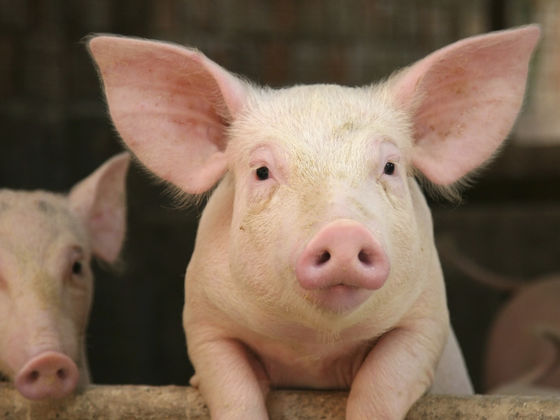 Which Pennsylvania Farm Show Animal Are You?