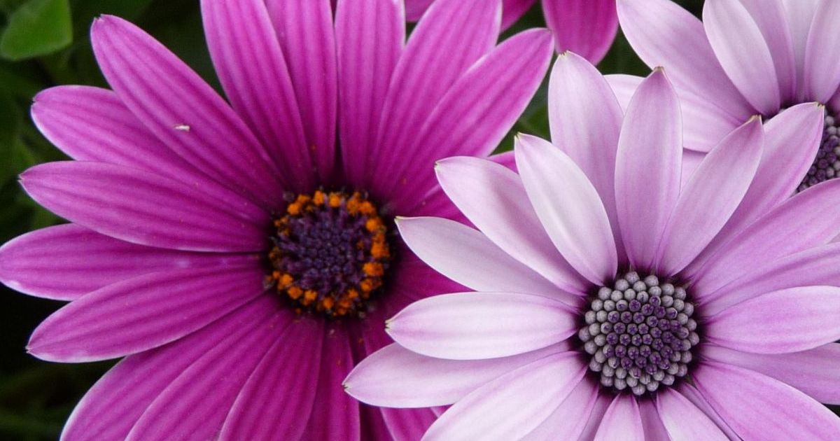 Which Flower Are You? Playbuzz