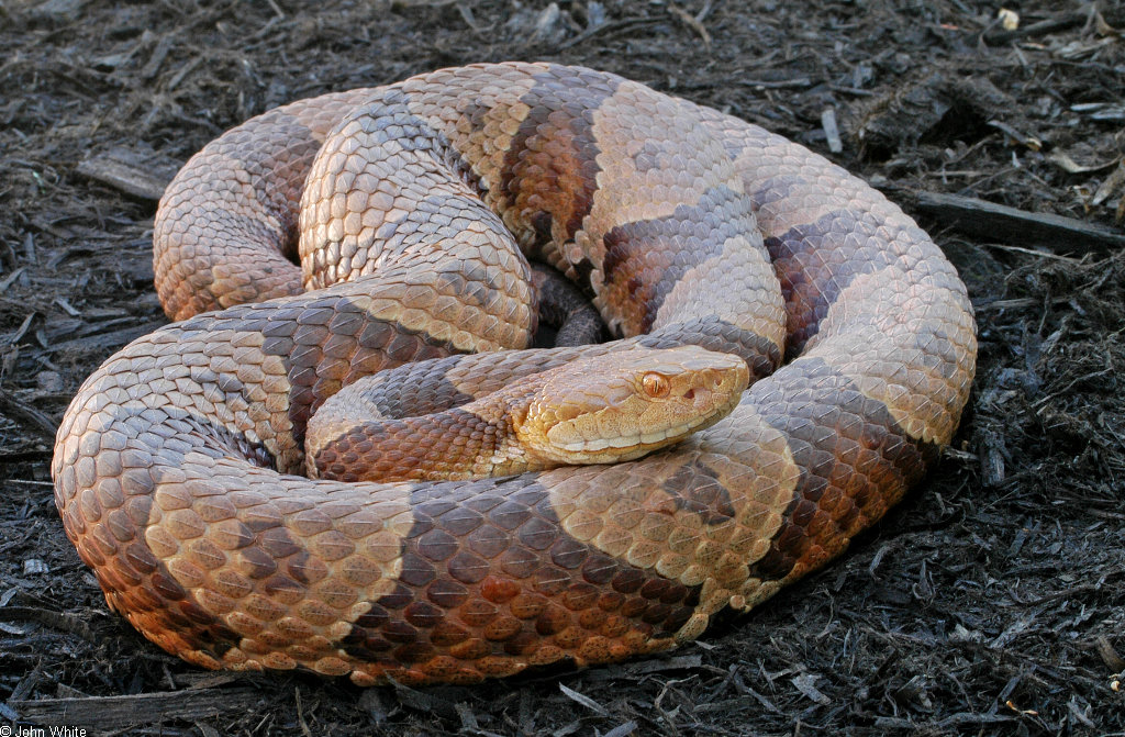 can you name the snake playbuzz