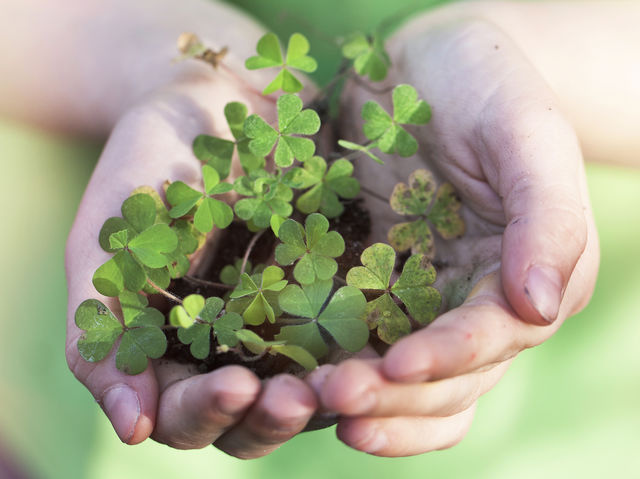 finding a four leaf clover odds The odds of picking a perfect bracket in the ncaa men's basketball tournament are really, really small odds of finding a four-leaf clover: 1 in 10,000. finding a four leaf clover odds The odds of picking a perfect bracket in the ncaa men's basketball tournament are really, really small odds of finding a four-leaf clover: 1 in 10,000.