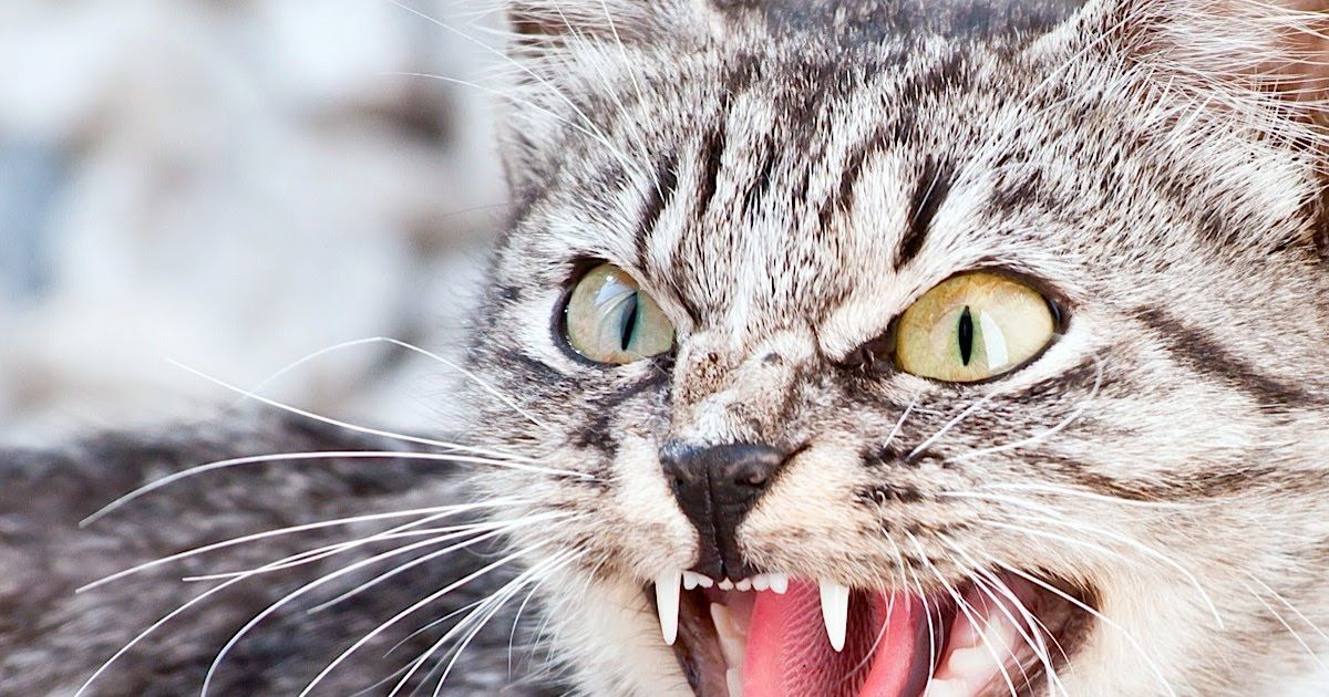 What Warrior Cat Are You Playbuzz What Warrior Cat Are You Playbuzz