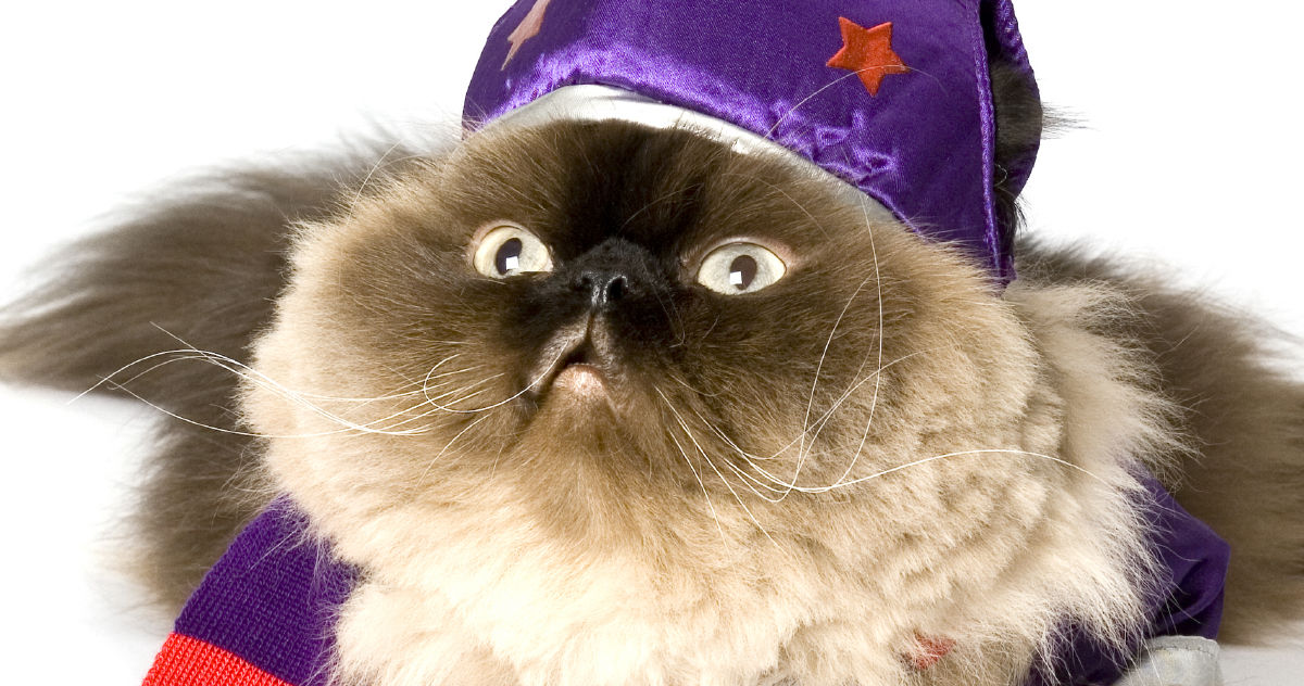 11 Costumed Cats Who Are Plotting Revenge Right Now Playbuzz