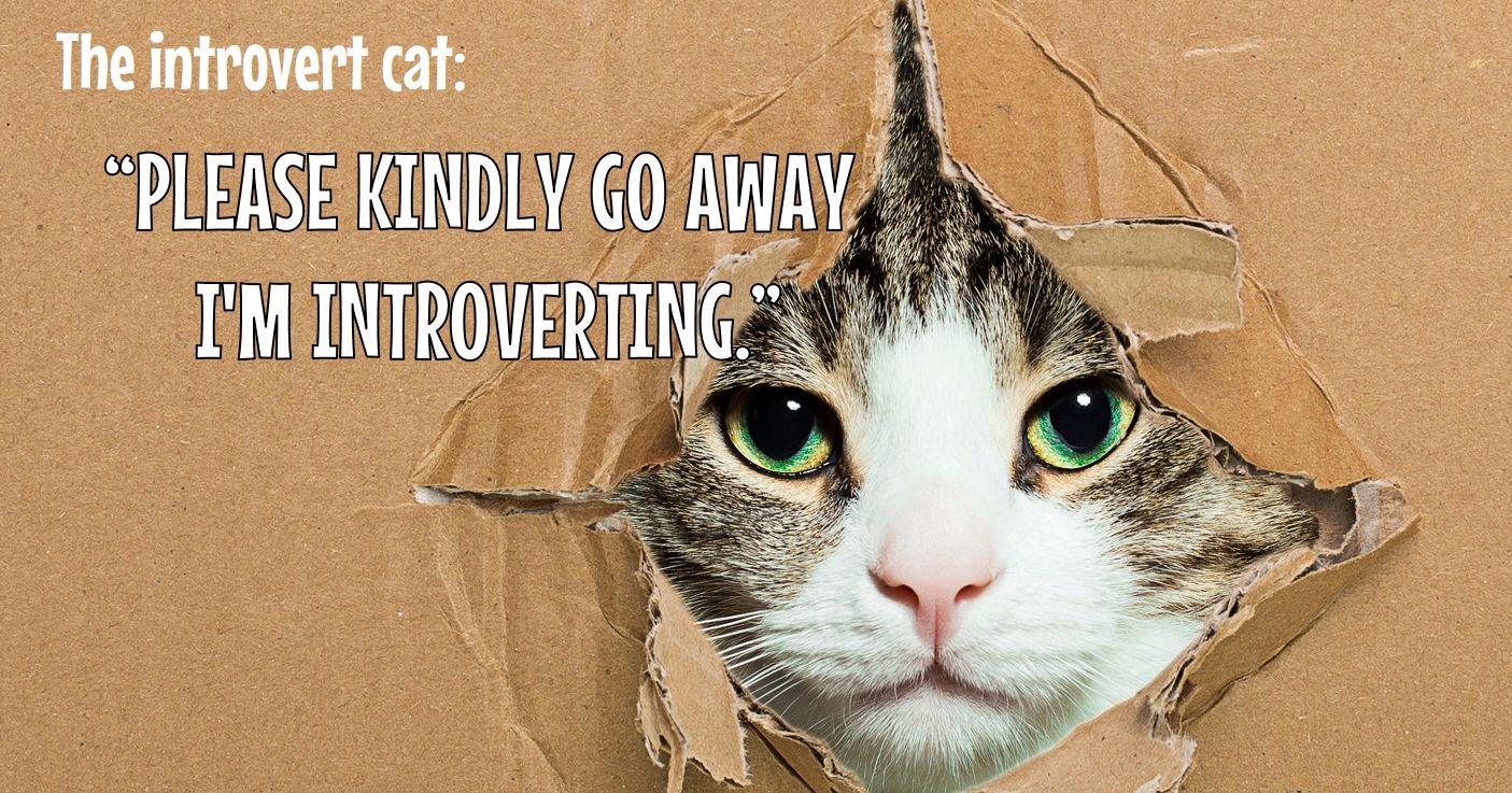 What Kind Of Cat Is Your Personality Exactly? Playbuzz