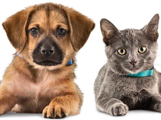 What Is Your Pet's True Name?