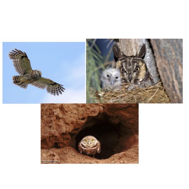 Owl Type