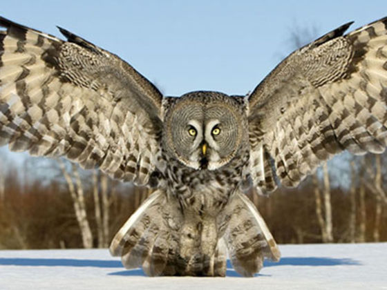 What Type Of Owl Species Are You Playbuzz
