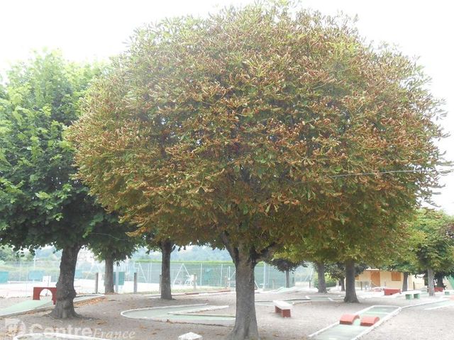 quel arbre vous appelle