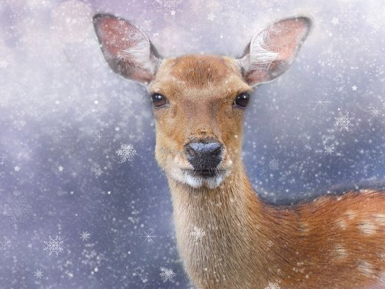 Which Christmas Spirit Animal Are You?