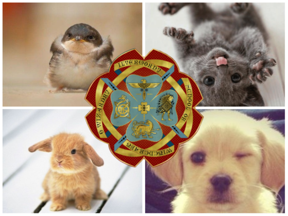 These Adorable Baby Animals Will Sort You Into Your Ilvermorny House!