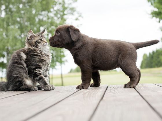 We Can Guess If You're More Of A Cat Person Or A Dog Person With Just 9 Quick Questions!