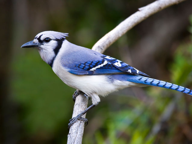 What Is Your Songbird? | Playbuzz