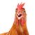 ChickenChicken