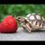 turtles are cool
