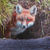 FoxDen
