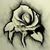RoseInWhite