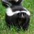 skunkmanjbm