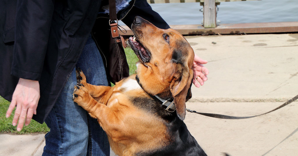 Quiz If You Were A Dog, How Would You Greet People? Playbuzz