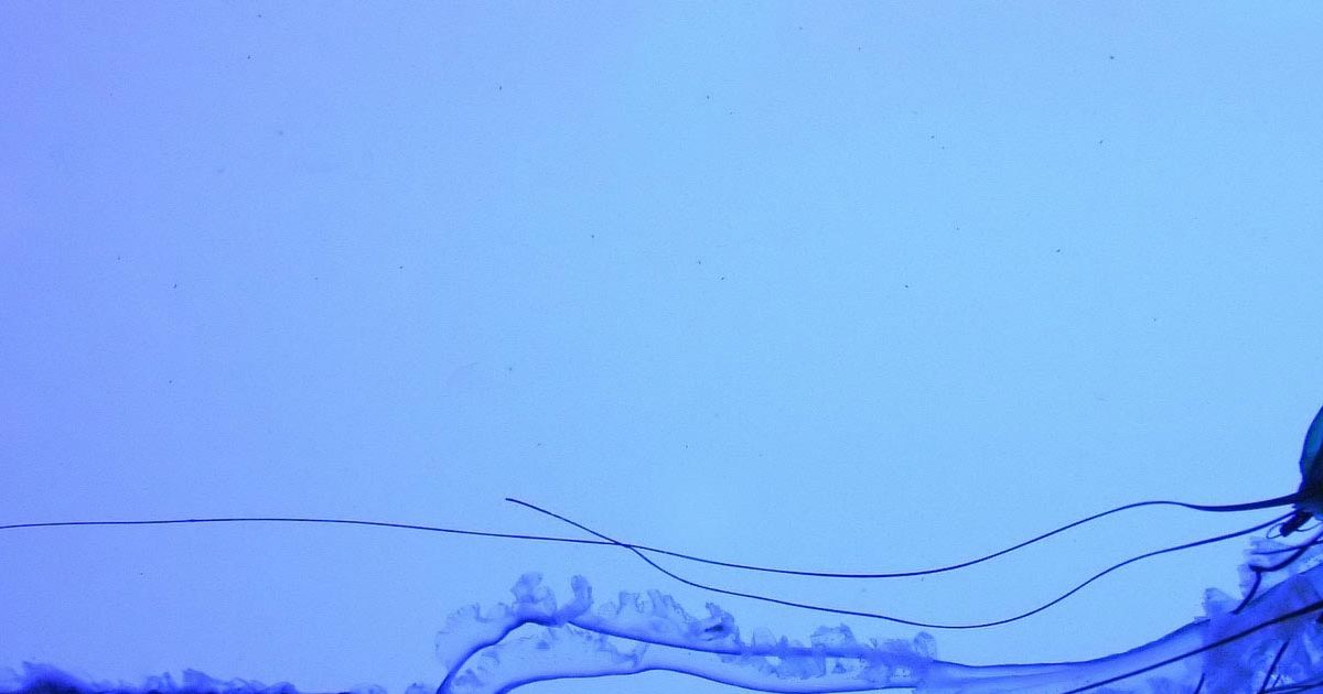 What Marine Animal Are You? Playbuzz