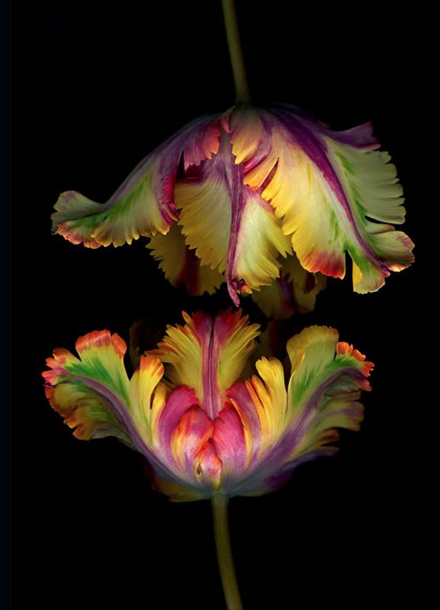 Exotic Flowers For Your Valentine And Their Meaning Playbuzz